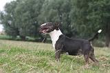 BULL TERRIER MINIATURE 058